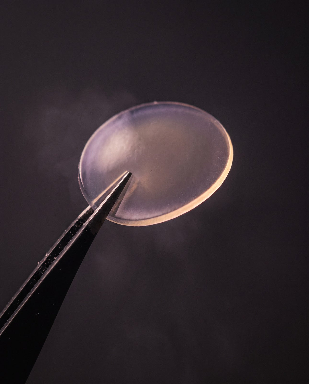 Macro of a translucent hydrocolloid patch held in tweezers, backlit